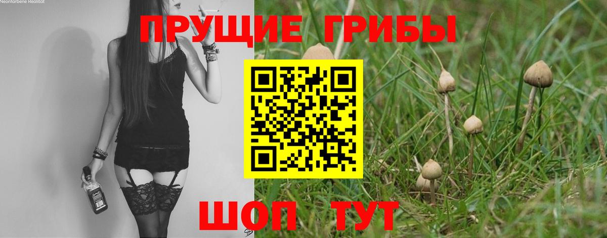 Псилоцибиновые грибы Psilocybe Новочеркасск